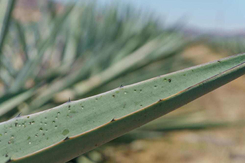 ¿Cuántos tipos de mezcal existen?